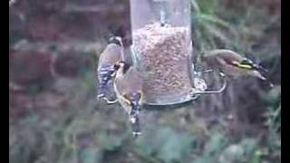 Goldfinches feeding in a storm [upl. by Hachmann881]