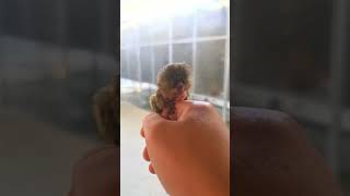 Finger Pygmy marmoset Monkey [upl. by Esilanna]