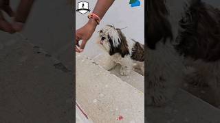 Shihtzu Dog Training Day 3 of 45 🐶 shorts reels youtube [upl. by Kamaria926]