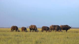 Askania  Nova Natural desert of Ukraine Serenghety in Europe АсканияНова  вечернее сафари [upl. by Iana]