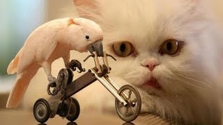 Animals amp pets Try not to grin or laugh challenge  Funny animal compilation [upl. by Samot]