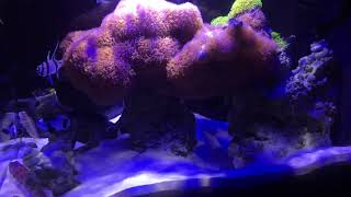 Fluval Evo 135 Gallon  Overstocked with 9 Fish [upl. by Gerson473]