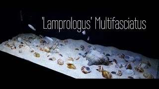 Lamprologus Multifasciatus  Lake Tanganyikan Shell Dweller [upl. by Eleira]