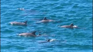 Wild dolphins mating off Noosa National Park Australia [upl. by Sebastiano]