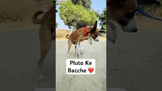 Pluto Ke Bacche 😅  doglover funny [upl. by Lemieux]