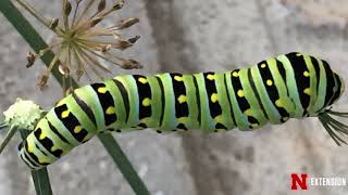 Caterpillar ID [upl. by Magas]