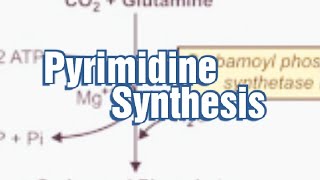 Pyrimidine Synthesis Denovo synthesis of Pyrimidine Pyrimidine Biosynthesis Pyrimidine Metabolism [upl. by Cott]