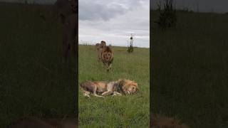 Los Black Rock se saludan Oloimina Oloshipa y Lorkulup shorts lions bigcats wildlife leones [upl. by Ahsiekahs410]