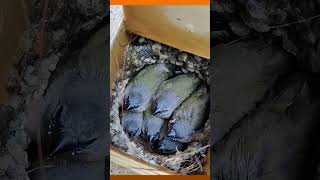 The last Nest of the Breeding Season Gouldian Finches [upl. by Weissmann115]