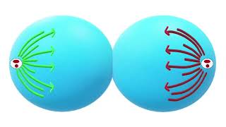 Mitotic Cell Division Explained Phases Process and Importance in Biology [upl. by Wobniar912]