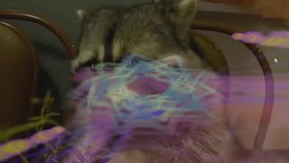 Vinesauce Joel  Windows Vista Destruction  Raccoon eat grapes [upl. by Aikcir793]