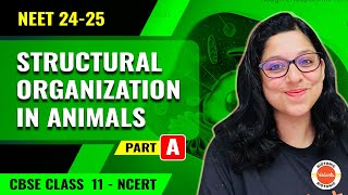 Structural Organization In Animals  Animal Tissues And Junctions  Class 12 Biology  NEET 24  25 [upl. by Eseenaj814]