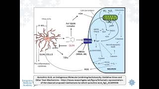 Quinolinic AcidWhat Is It and Consequences of Elevated Levels [upl. by Mcloughlin]