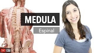 Sistema Nervoso 36 Medula Espinal  Anatomia e etc [upl. by Elianora]