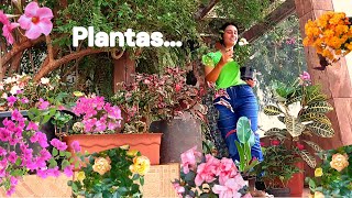 COMO TER UMA PEQUENA FLORESTA VERDE NO QUINTAL DE CASA MUITAS PLANTAS LINDAS [upl. by Garik]