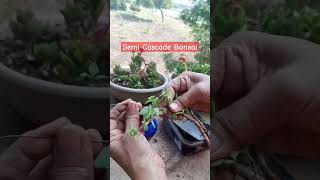 Semi Cascade Style Bonsai Of Jade Plant shorts viralshorts creativegardening [upl. by Oswald541]