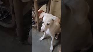 doglover funny 😆😆watch till end🤣 [upl. by Wiggins628]