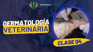 DERMATOLOGÍA VETERINARIA  CLASE 04 [upl. by Geiss]