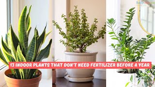 13 Plants That Grow Indoors Without Fertilizer [upl. by Clark]