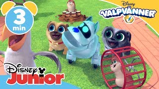 Valpvänner  Hundmusik 🎶 Disney Junior Sverige [upl. by Wier]