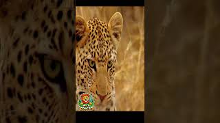 Meet the Funniest Animals in the Wild  Wild Voices Dubbing funnyanimalvideos [upl. by Hgielsel]