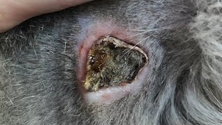 Removing Gigantic Cuterebra Inside Poor Dogs Neck [upl. by Dareece679]