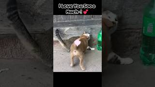 Full of giggles and wiggles catvideo puppy cuteshorts animallover [upl. by Flori]