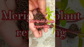 Merigold plant reportinggardening merigold plants gardentrees youtubeshorts terrace [upl. by Conner692]