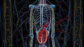 quotImaging Techniques in Kidney Disease Utilizing Ultrasounds and CT Scans for Diagnosisquot [upl. by Koblas346]