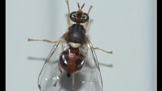 Trampa Captura masiva mosca del olivo y mosca de la fruta Bactrocera Oleae Ceratitis capitata [upl. by Patsis]