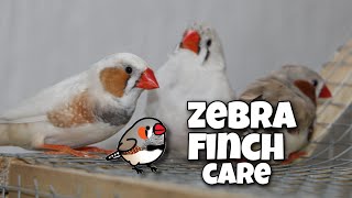 Zebra Finch Care For Beginners [upl. by Ulund777]