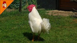 Big White Leghorn Rooster With a Giant Wattle  Rooster Crowing in the Morning  Rooster Noises [upl. by Ducan381]