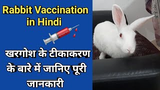 Rabbit Vaccination in India खरगोश के टीकाकरण के बारे में जानिए पूरी जानकारी  Rabbit vaccine [upl. by Idoj]