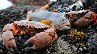 Coastal Foraging Greenling Crab Mussels Urchin Dinner on the Beach [upl. by Hervey]