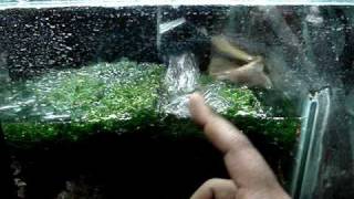 DIY Sump Refugium Setup Part 2 of 4 [upl. by Sausa]