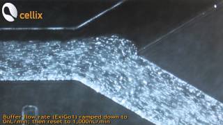 Multilaminar Flow with ExiGo Microfluidic Pumps [upl. by Iow169]