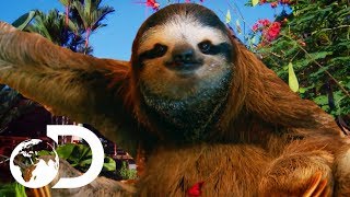 The Most HEARTBREAKING Sloth Bromance  Meet The Sloths [upl. by Swayne790]