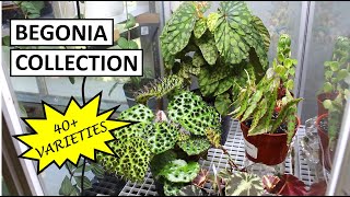 Begonia Collection Tour amp Tips to Properly Set Up a Circulating Terrarium  Plant Collection Ep 4 [upl. by Stodder389]