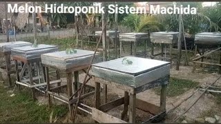 Tanam Melon hidroponik sistem machida [upl. by Rafat]