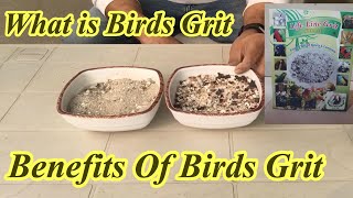 Birds GritBenefits Of GritBirds Grit Ka FaidaHindiUrdu [upl. by Anitsenre]