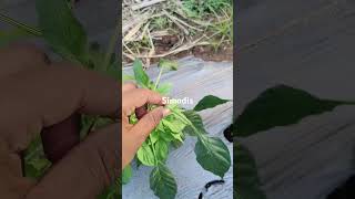 For thrips control in chilli [upl. by Inafets216]