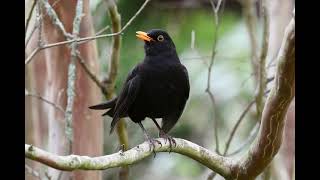 Common Blackbird making excited contact calls [upl. by Mackie367]