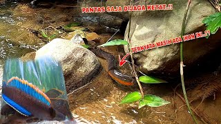 BENAR BENAR NEKAT Mancing Channa Limbata Ditempatnya Pak Prabowo  Spot Mancing Ikan Channa [upl. by Estey426]