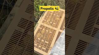 Propolisci arılar propolis nedir bee beekeeper beefarming [upl. by Adnam885]