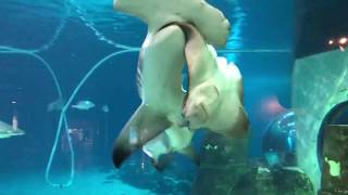 Hammerhead shark attacks sting ray at Adventure aquarium [upl. by Anatlus75]