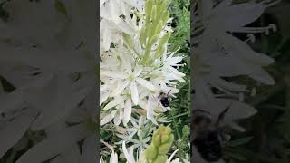 Bumblebees on Camassia June 4 2023 [upl. by Ackler870]