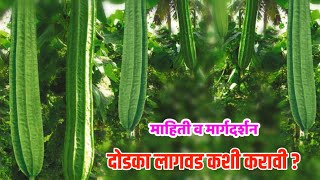 दोडका लागवड कशी करावी  माहिती व मार्गदर्शन  dodakyache niyojan kase karave  farming cultivation [upl. by Amathiste]