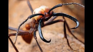 National Geographic  Army Ants  BBC Wildlife Documentary [upl. by Pegg772]