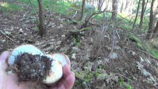 Boletus Pinicola 25052014 [upl. by Lesoj]