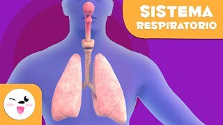 El sistema respiratorio  El cuerpo humano para niños [upl. by Jonina]